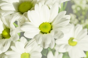 flowers-164860